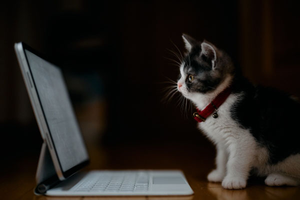 タブレットを見つめる猫のイメージ